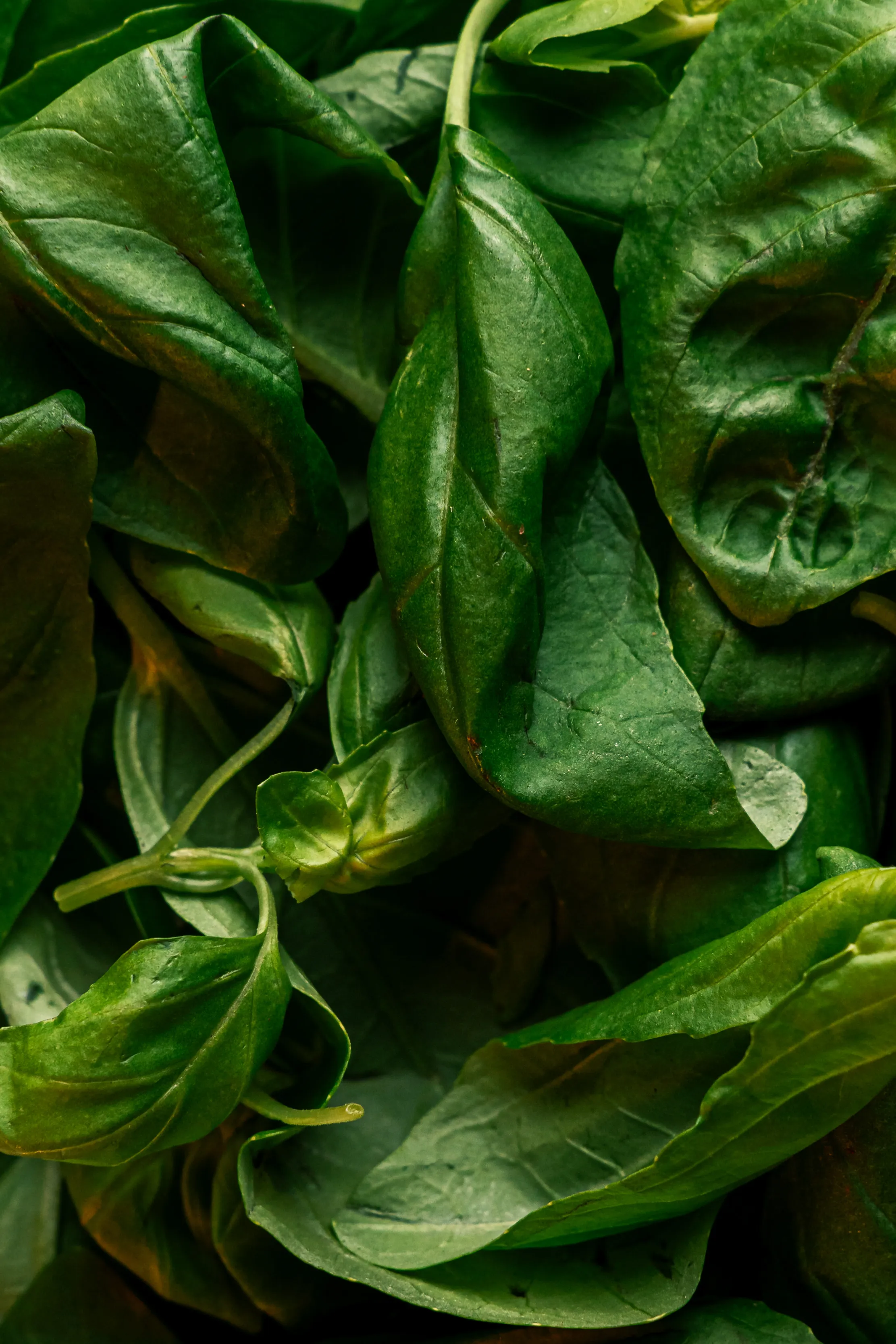 Foto aproximada de manjericão